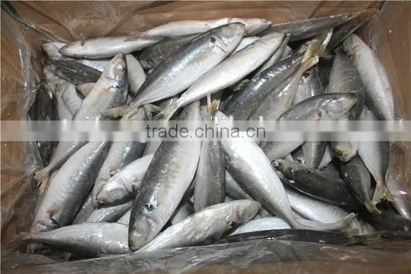 12-14pcs/kg Frozen Round Scad Whole Round