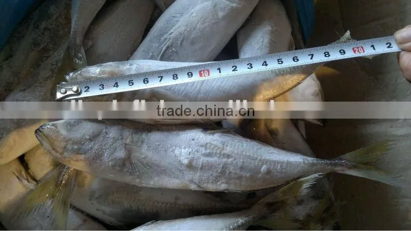 Best selling horse mackerel Fish high quality