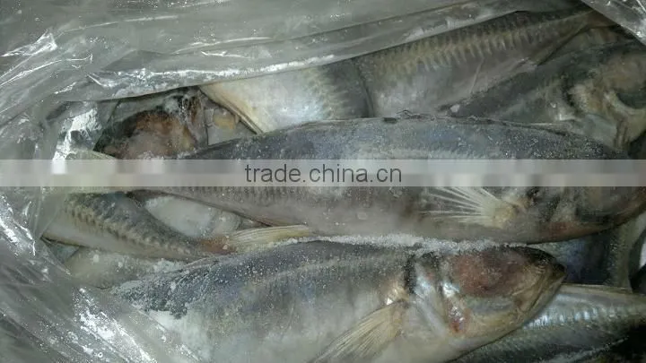 frozen whole round Indian mackerel for sale