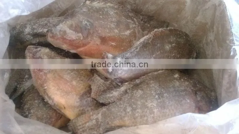 Frozen whole organic tilapia for sale