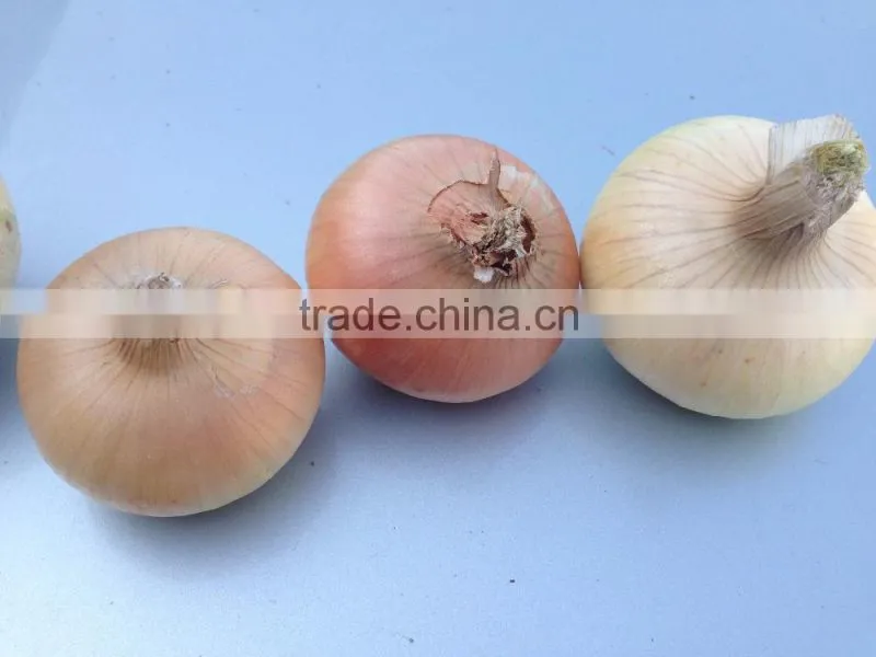 New Crop Normal White Onion Price