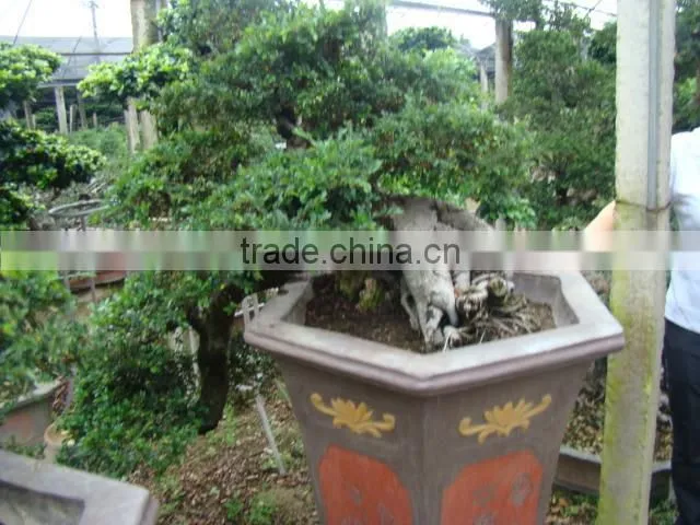 landscaping and outdoor bonsai usage Chinese ulmus pulila
