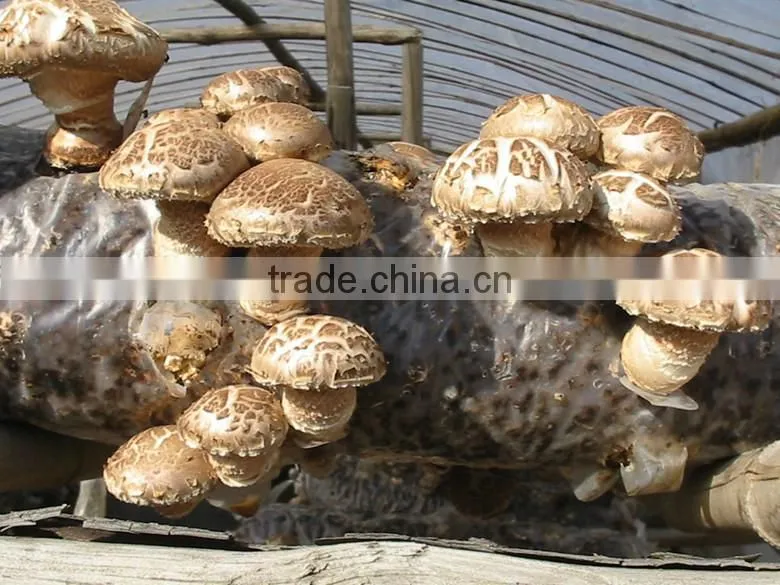 2015 Chines new crop shiitake mushroom ,Top nutrition White flower mushroom