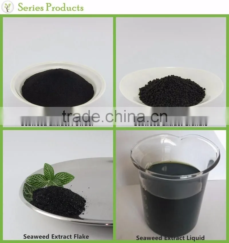 Practical soluble seaweed extract fertilizer, organic seaweed extract flake fertilizer