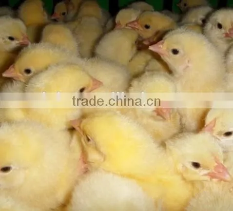 High quality V-1056 fully automatic egg incubartor for hot selling