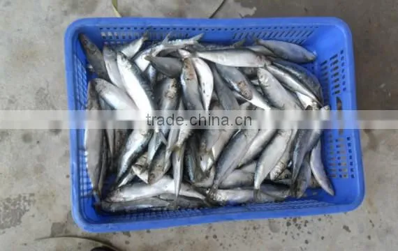frozen Sardines whole round with cheap price 100-150pcs /10kgs