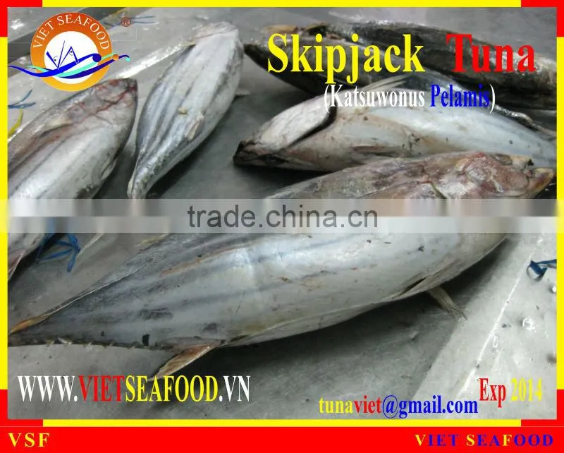 W/R FROZEN SKIPJACK TUNA