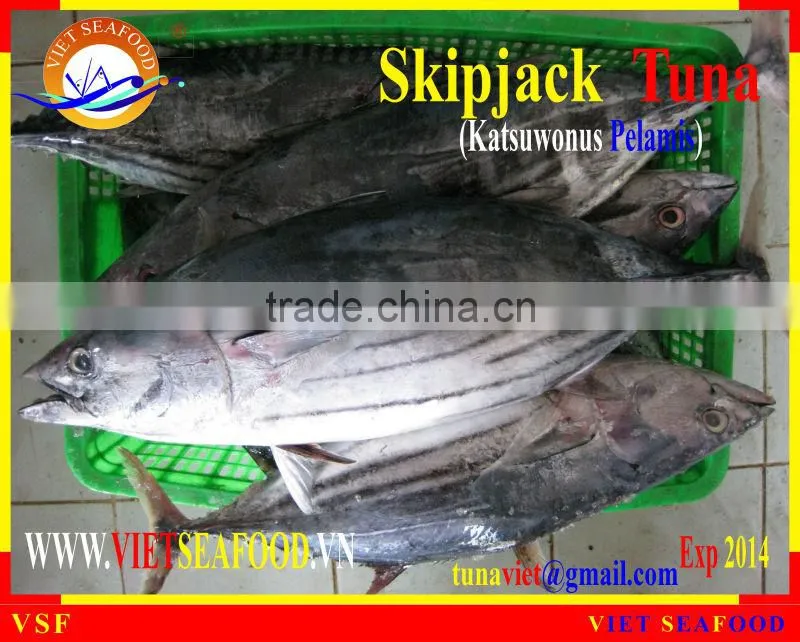 FROZEN SKIPJACK TUNA WHOLE ROUND