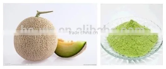 china Belt vacuum powder continuous dryer for cantaloupe powder