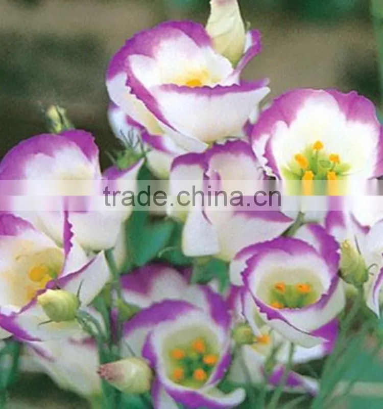 Special antique bug bud eustoma