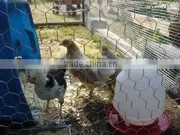 chickeng wire netting / hexagonal wire netting (manufacturer ISO9001 )