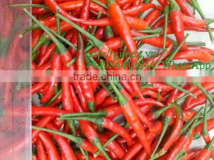 HOT PEPPER, CHILLI +84963818434 whatsapp