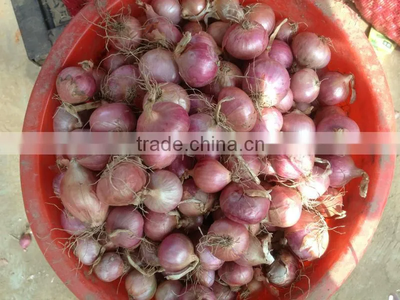 Fresh Onion Export to Dubai