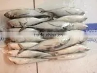 Bulk pack frozen horse mackerel BQF from China