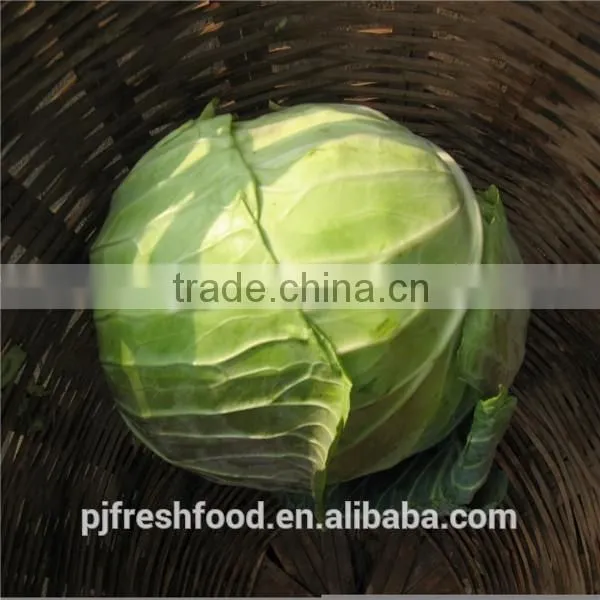 Beijing cabbage/round cabbage/flat cabbage from factory