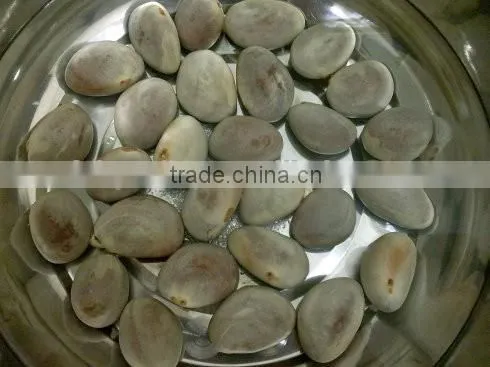 Big friut jackfruit fruit Seeds artocarpus heterophyllus seeds For planting