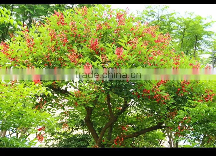 Erythrina crista-galli Linn
