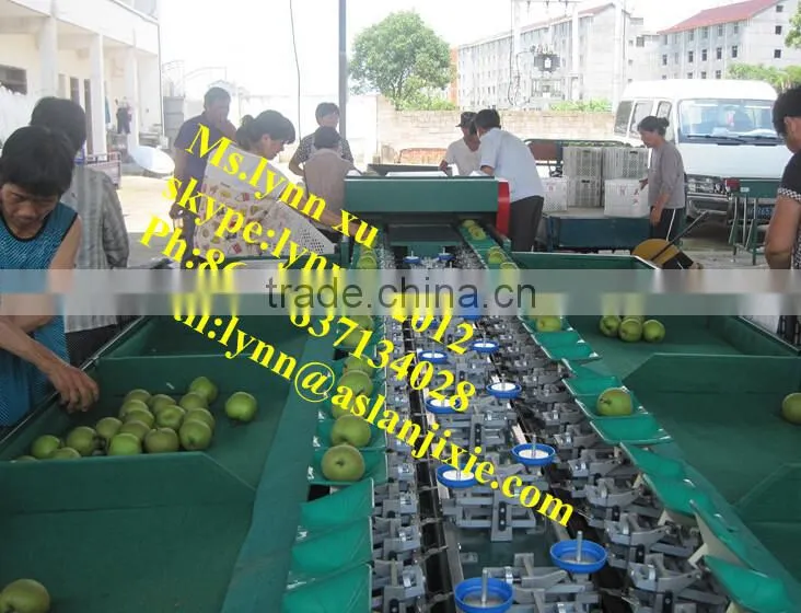 fruit sorting machine by weight /apple sorting machine
