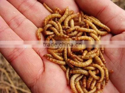 Dried Tenebrio Molitor Reptile Feeding