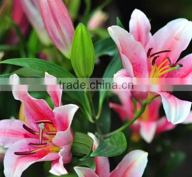 Decoration lily flower fresh cut lily flower Ornamental flower