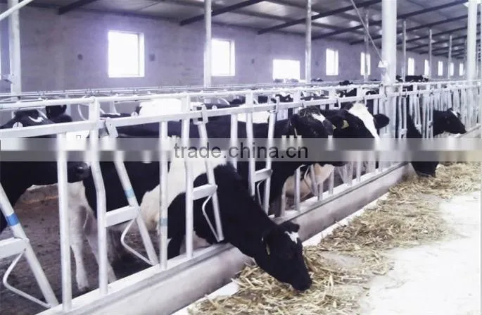 Cow Head Locks