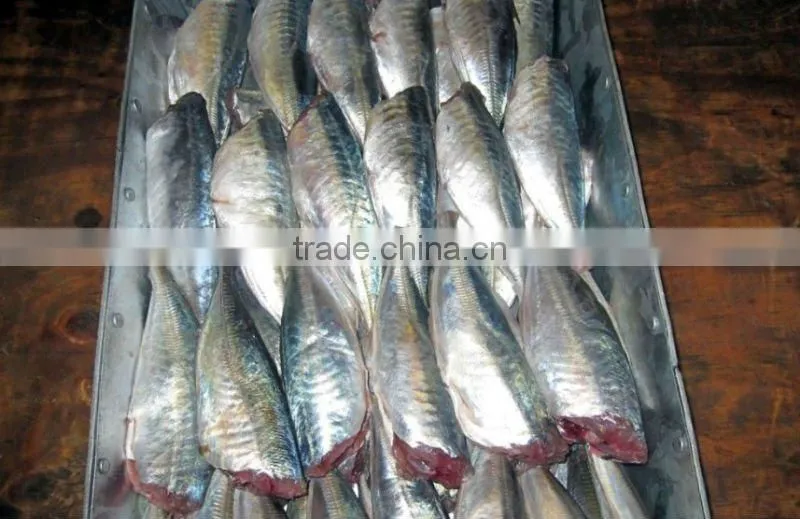 frozen horse mackerel fillets