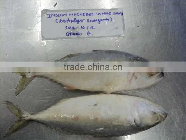 FROZEN INDIAN MACKEREL
