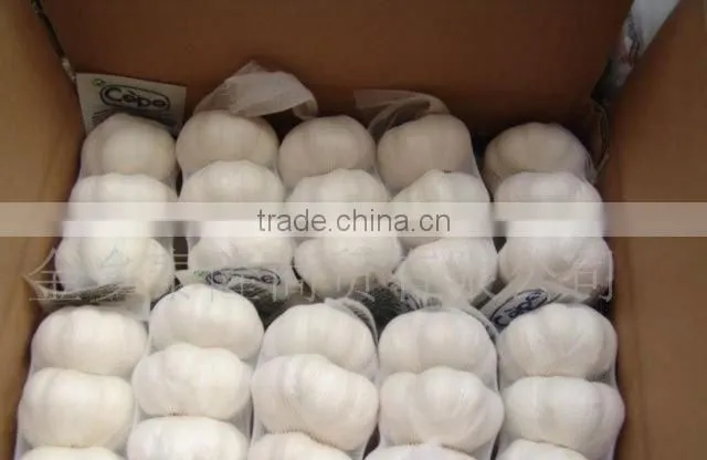 Chinese Fresh Garlic 2014 crop