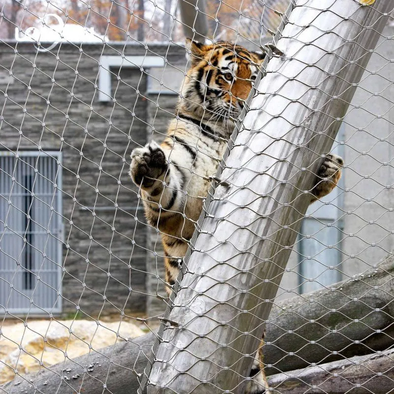 Stainless Steel Tiger Enclosure