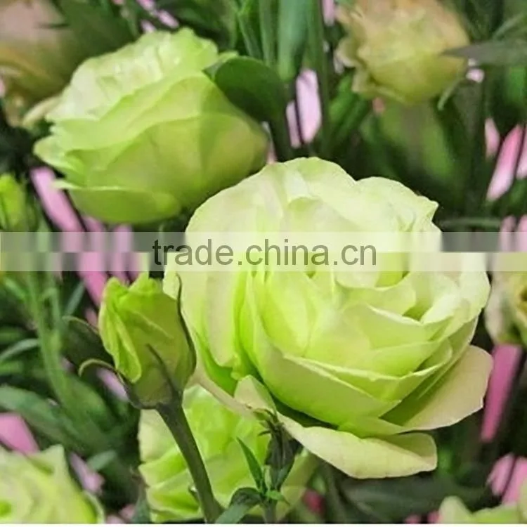 Super quality fresh preserved green color eustoma flower