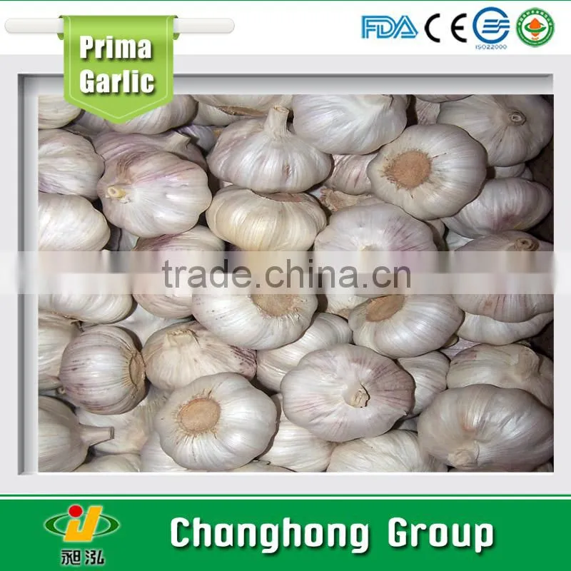Best quality normal white white garlic