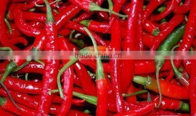 celery drying machine/ seasonging dryer/ flavor dehydrator