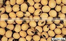 Cold Pressed Soy Bean Oil