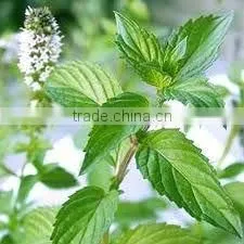 Mint Oil