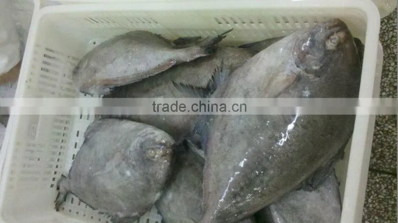 Frozen Black Pomfret