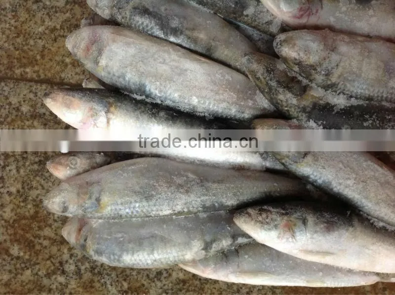 Whole round fresh sardine frozen fish 8-10pcs/kg for market