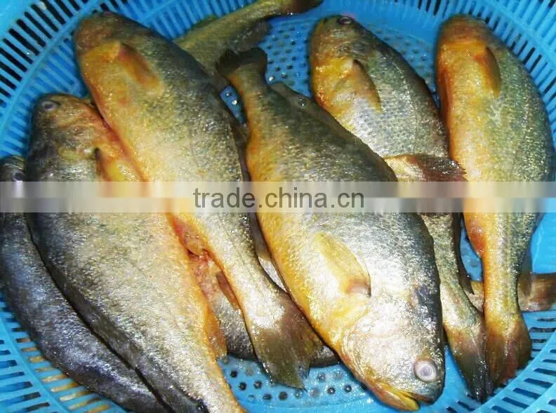 China Origin Frozen Yellow Croaker Fish Maw