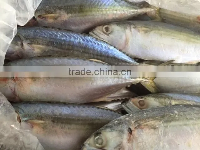 EXPORT BOILED ANCHOVY SPRATS (Email: katherine.vilaconic@, Viber, Whatsapp: +841687264621)
