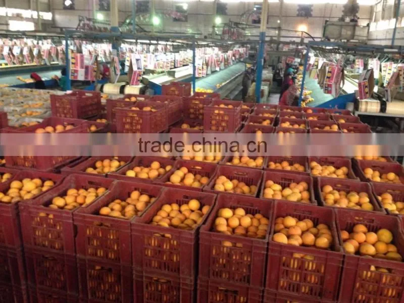 Egyptian Navel Orange With Best Quality