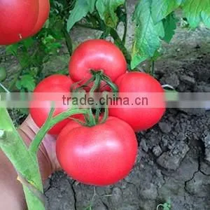 2016 High quality High yield Tomato seeds for growing- Tian Rui No.3