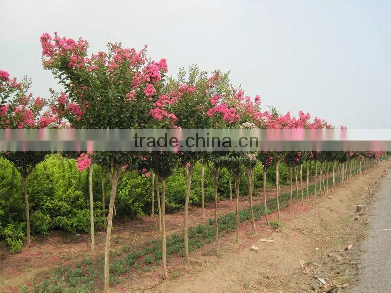 Heirloom Lagerstroemia Crape Myrtlette Crepe Myrtle Dwarf Shrubs Bonsai Red Bulk Seeds