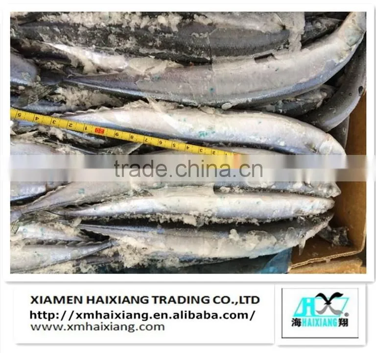 Frozen Whole IQF Tilapia fish farms in China