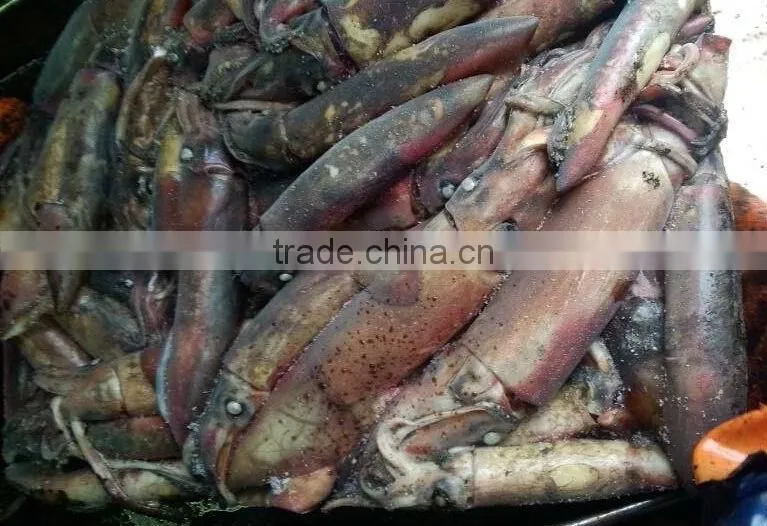 Frozen Black Squid (Todarodes Pacificus)