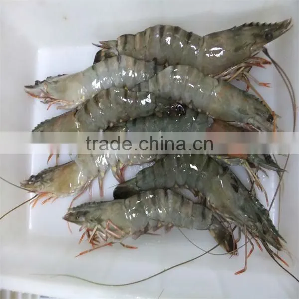 hgh quality frozen headless black tiger shrimp