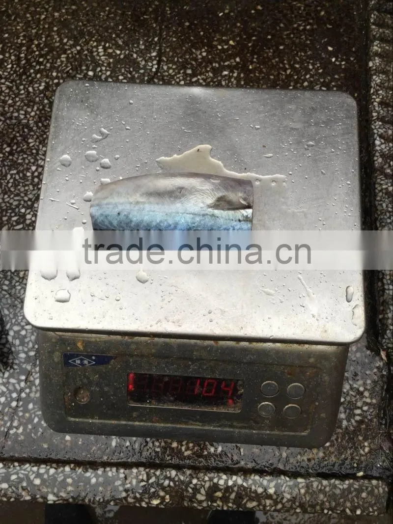 Top grade pacific mackerel HGT 80-100g