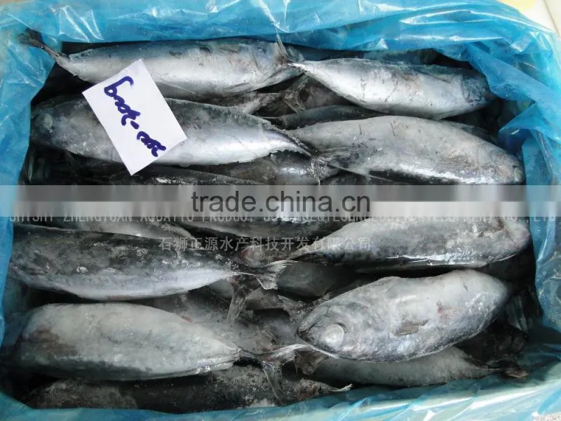 Wholesale Frozen Seafood Frozen Bonito