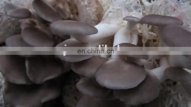 Mushroom cultivate bag filling machine price