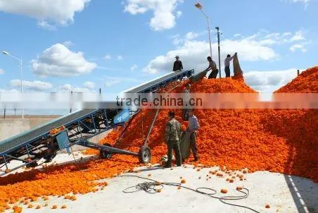 dried marigold flowers