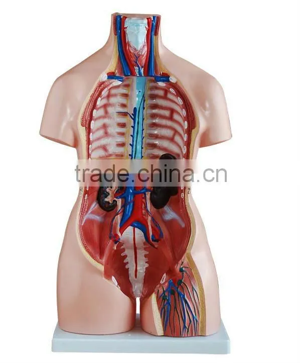 Biology Human whole body anatomical model (Human Anatomical Torso)