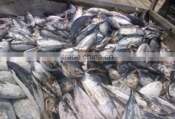 Middle size frozen skipjack fish on sale